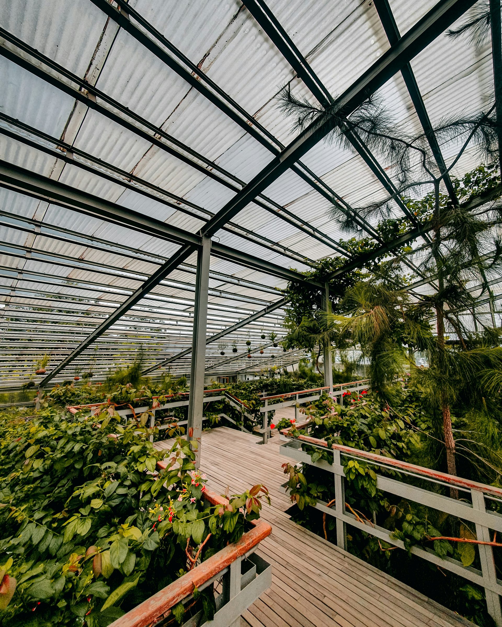 a greenhouse with plants and plants